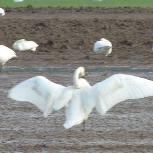Meet your Posher, Corinna